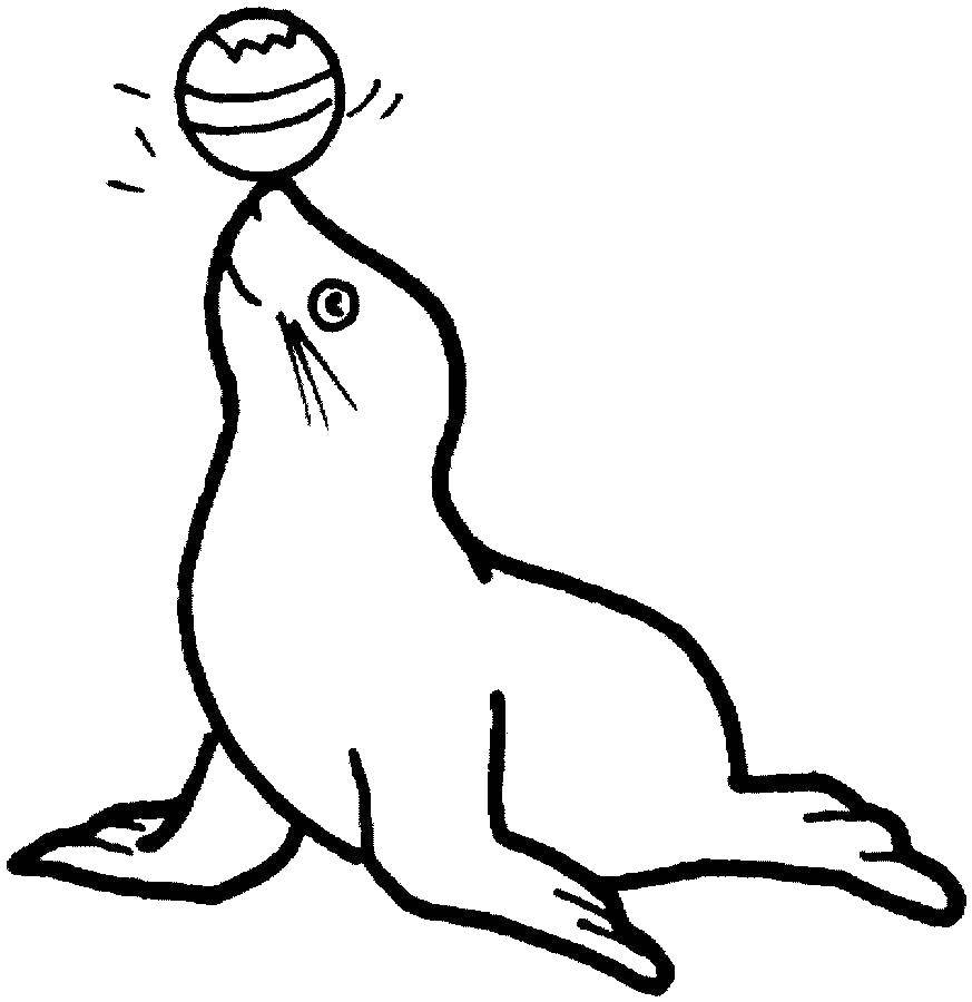   Тюлень играет с мячиком