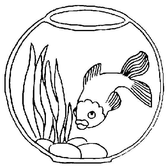   Рыбка в аквариуме