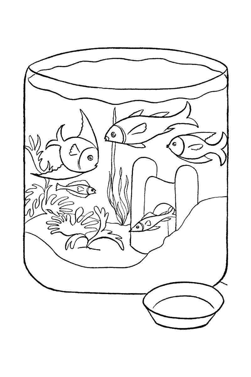   Рыбы в аквариуме