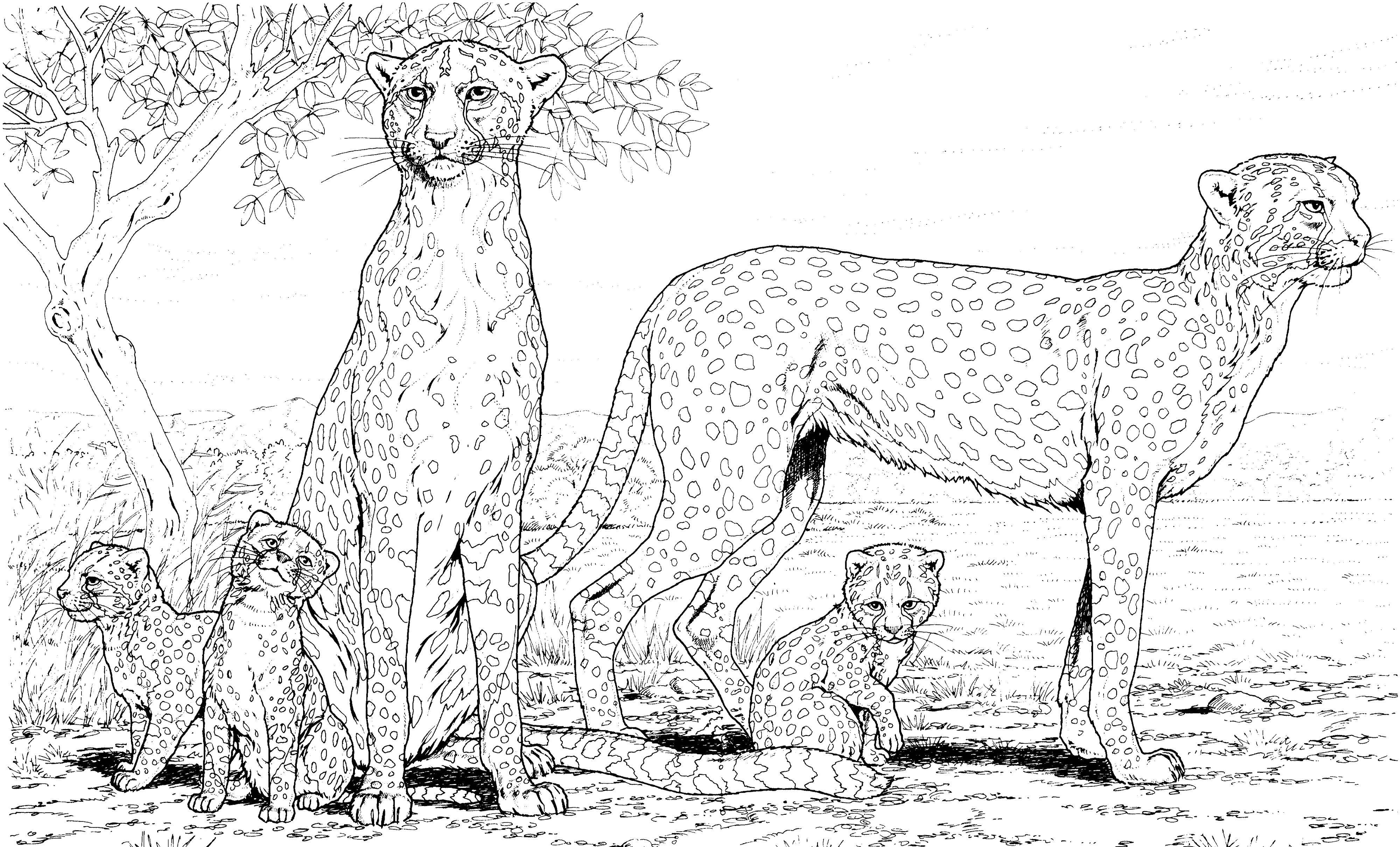 Раскраски леопард  Семья леопардов