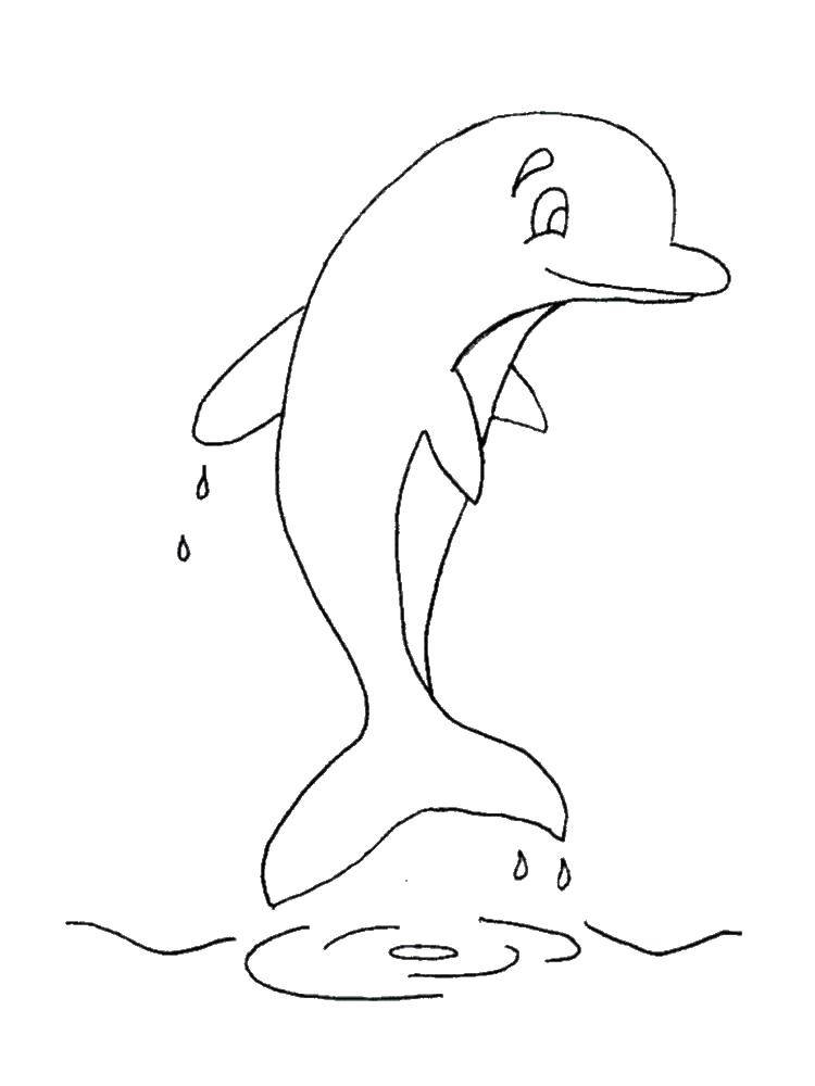   Дельфин и капли воды