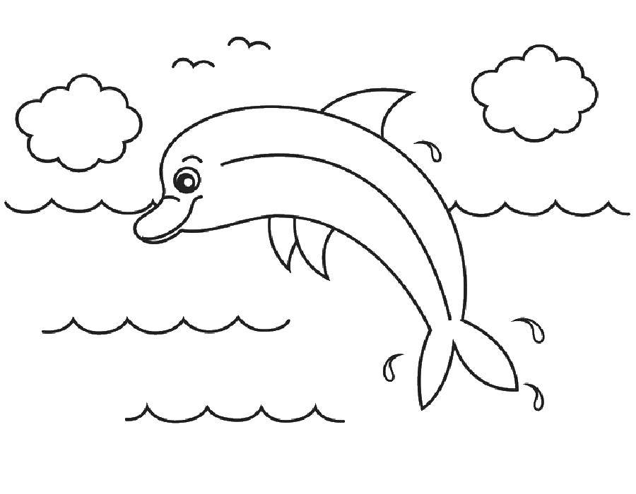   Дельфин и облака