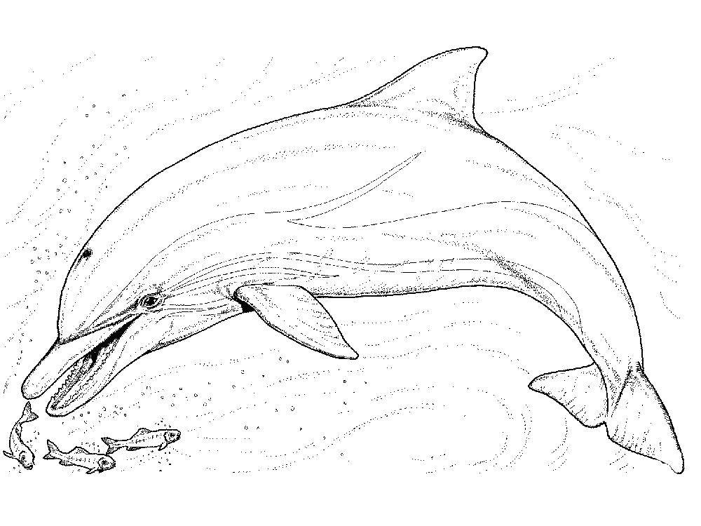   Дельфин и рыбки
