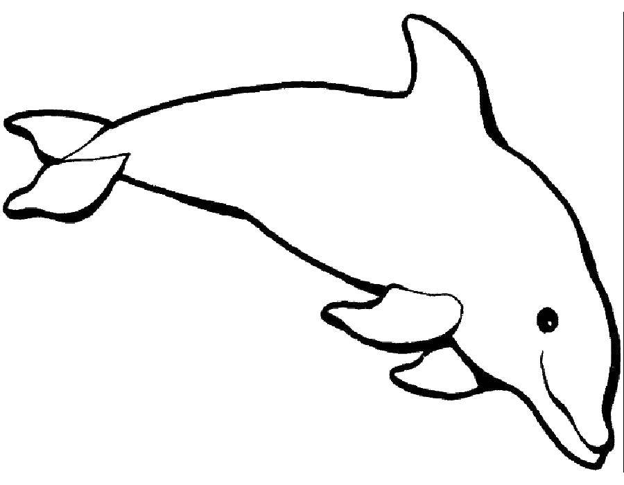   Дельфин любит плавать