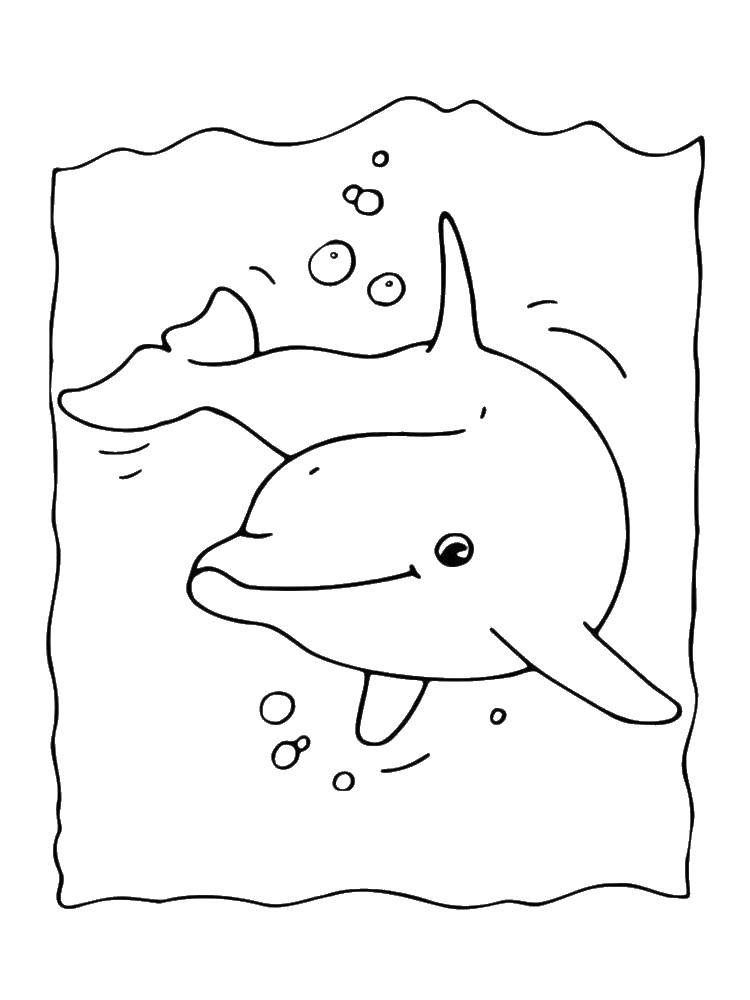  Дельфин плавает