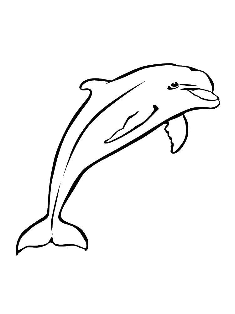   Дельфин прыгает