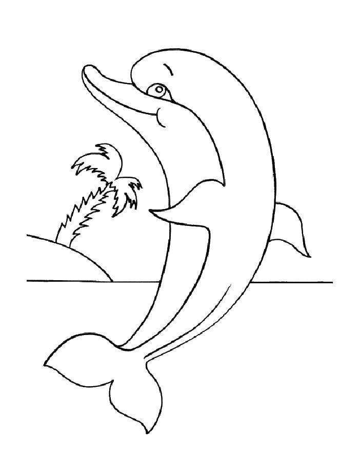   Дельфинчик у острова