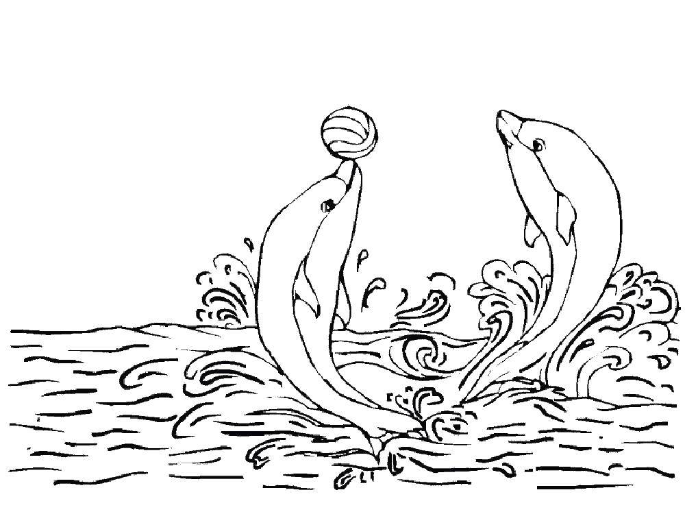   Два дельфина в воде и мяч