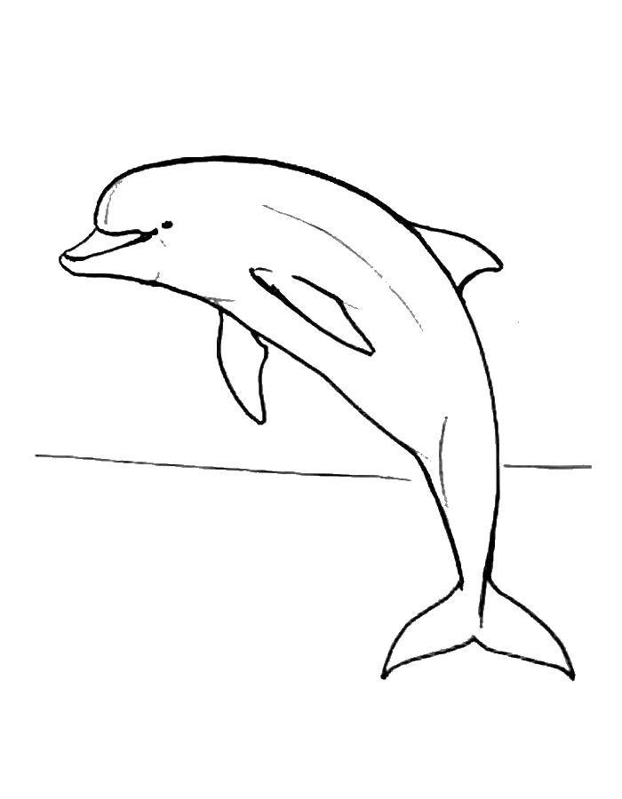   Контур дельфина