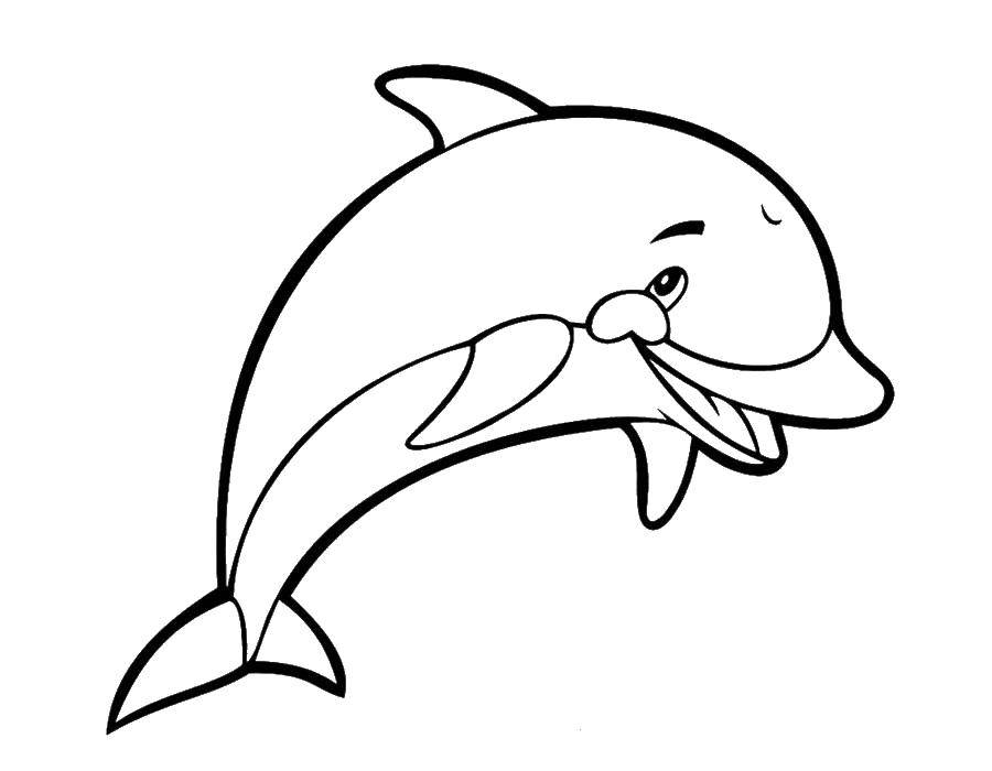   Улыбающийся дельфин