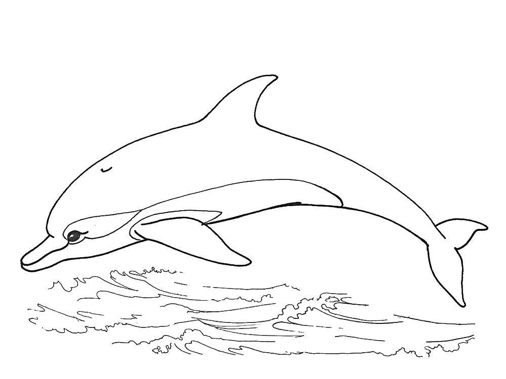   Вода и дельфин