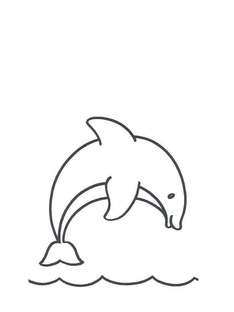   Высокий прыжок дельфина