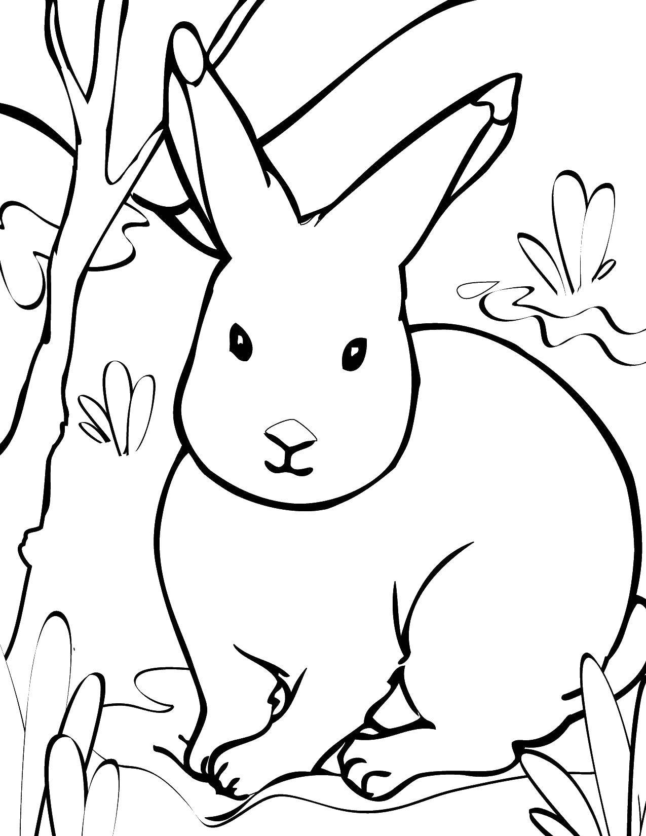 Раскраски зайчата и зайцы  Зайчик сидит в траве
