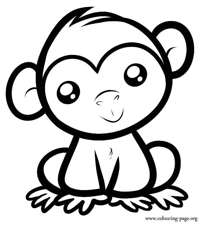   Милашка обезьянка