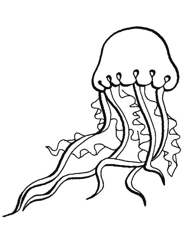   Морская медуза