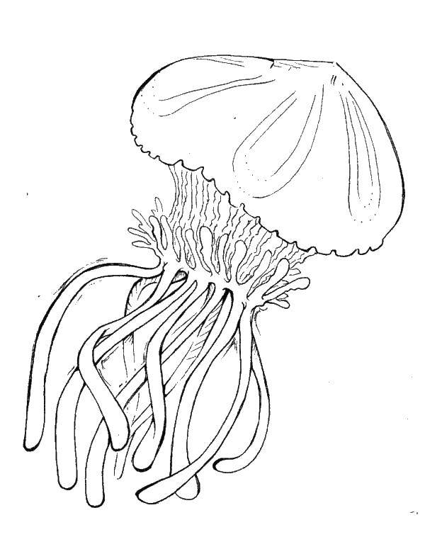   Большая медуза