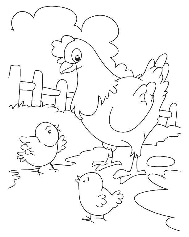   Курица и два цыпленка и забор