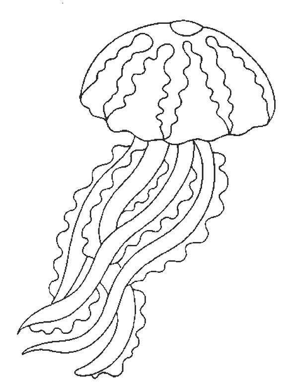   Медуза с рисунками