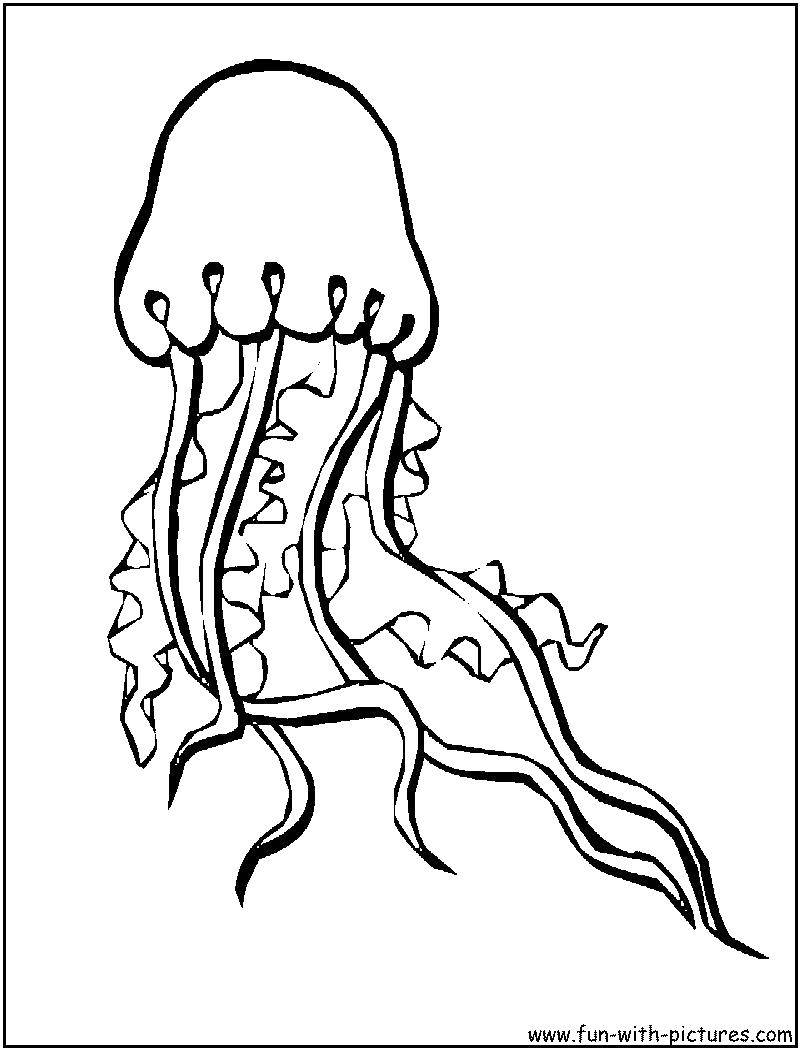   Морская медуза