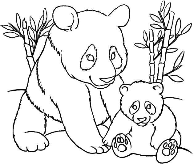 Раскраски панда  Панды и бамбук