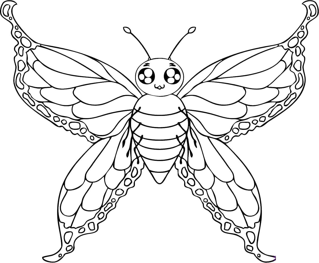   Бабочка