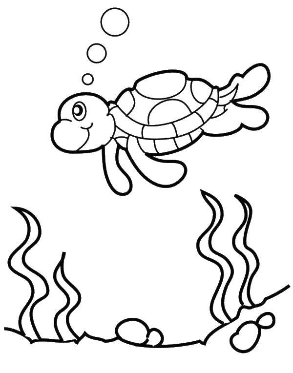   Морская черепаха в воде