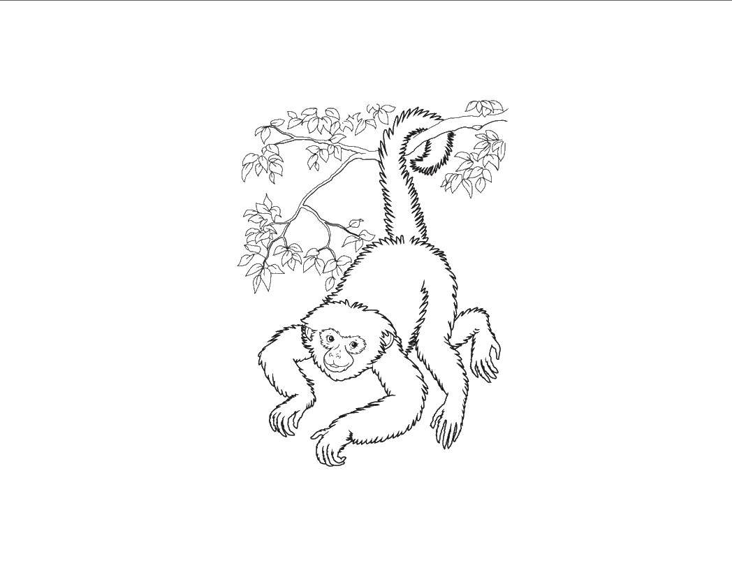 Раскраска к рассказу про обезьянку