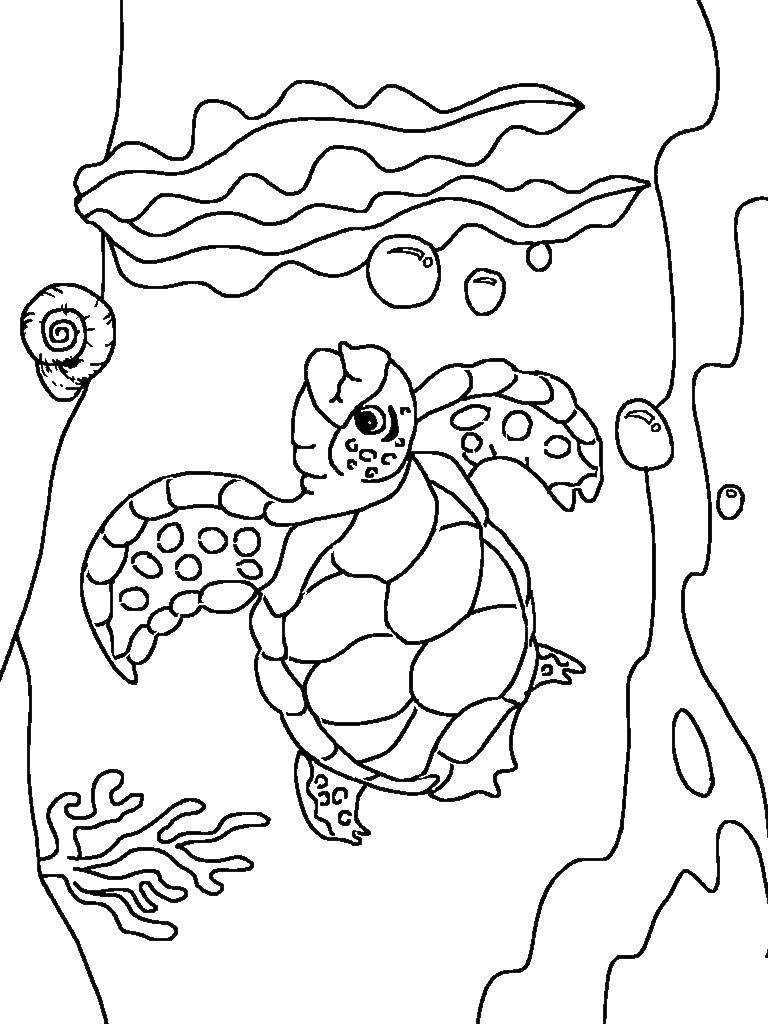  Морская черепаха и водоросли