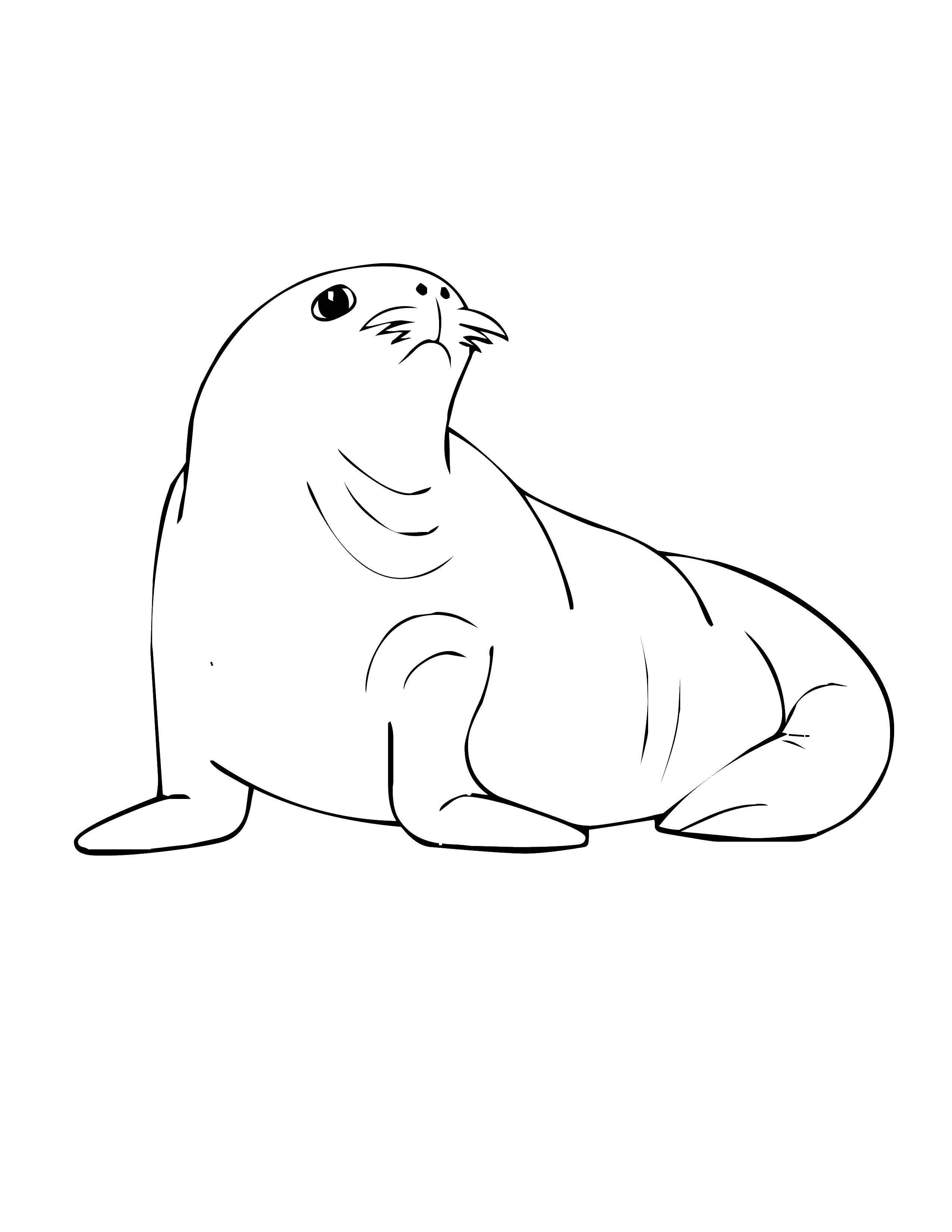   Морской тюлень