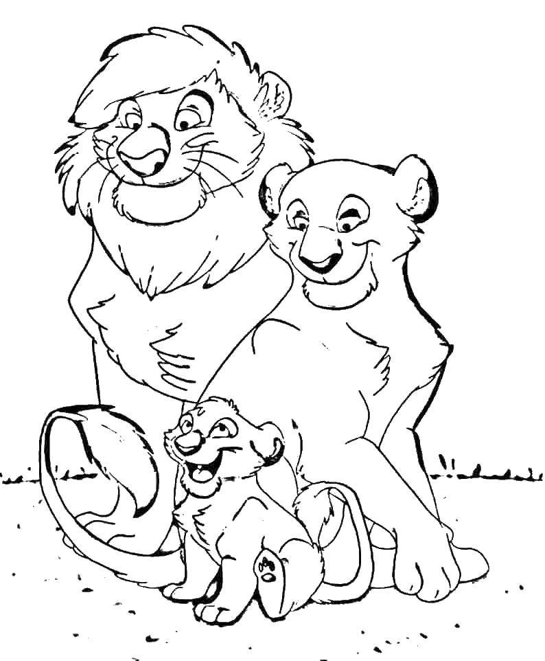 Раскраски львицы и львята  Львиная семья