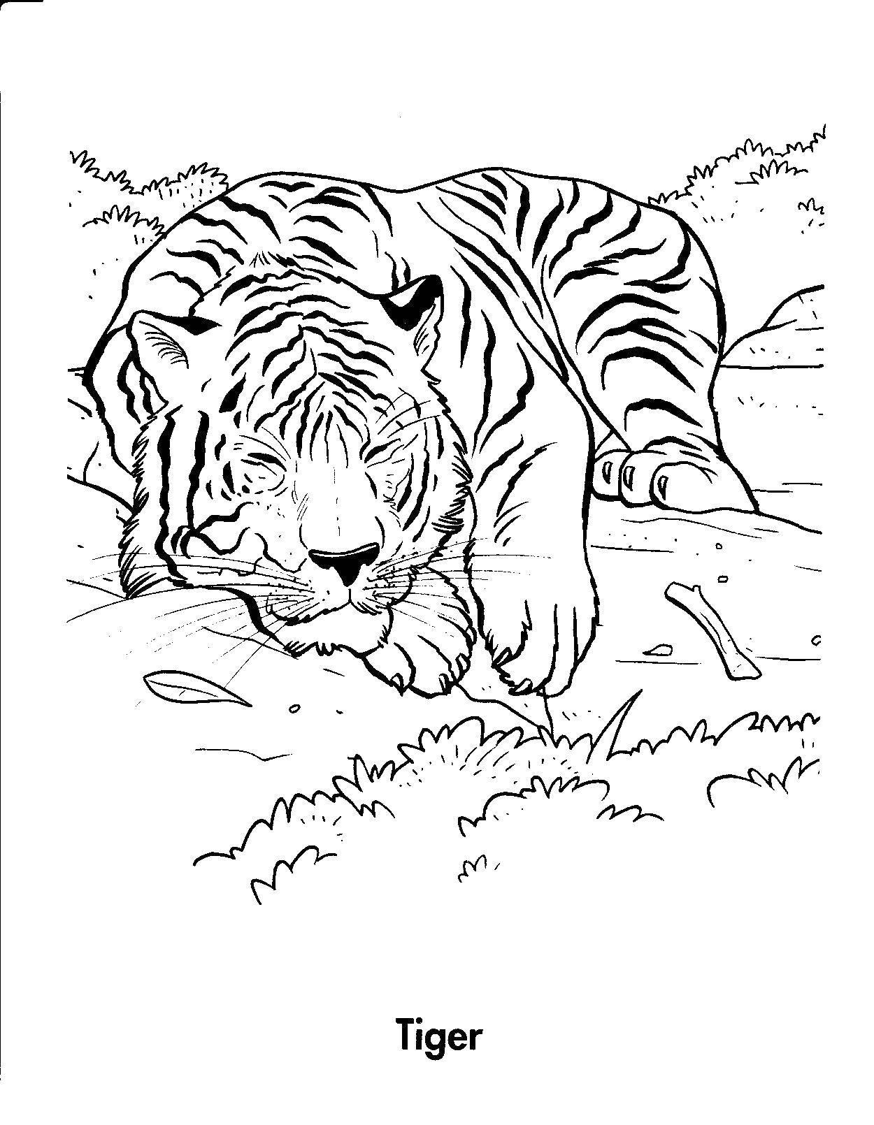   Тигр спит
