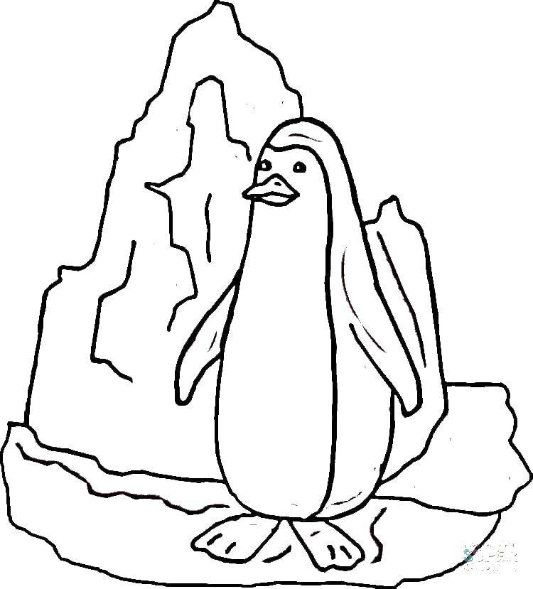 Раскраска с пингвинами  Пингвин на льдине