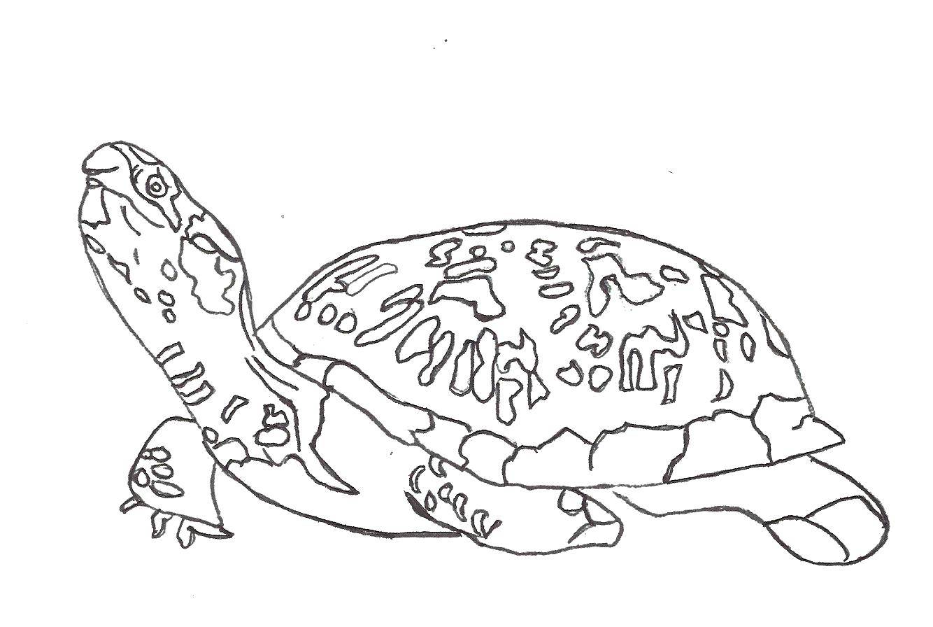 Раскраски черепаха  Мудрая черепаха