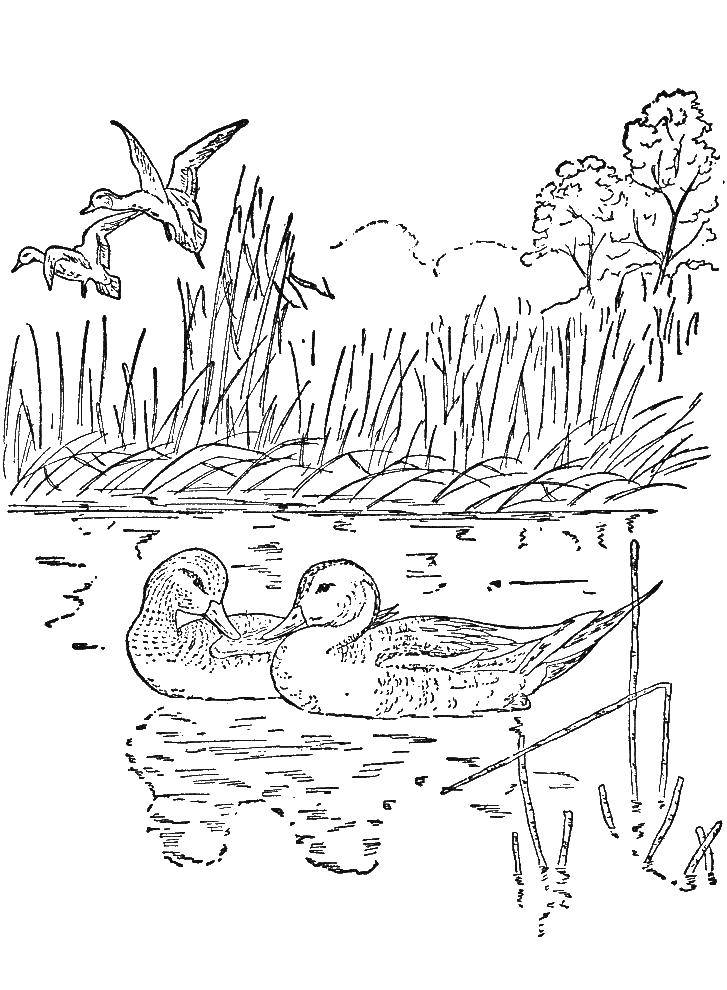   Утки в пруду плавуют