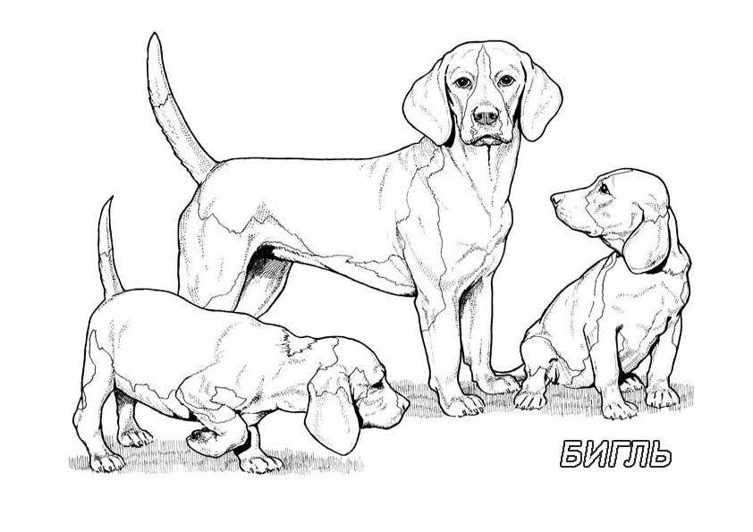   Рисунок собак семейства бигль