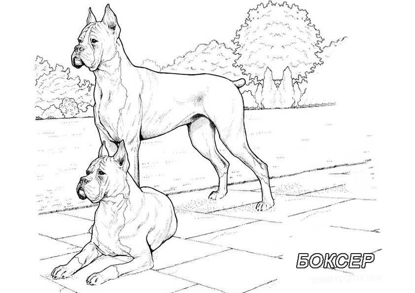   Рисунок собак семейства боксер