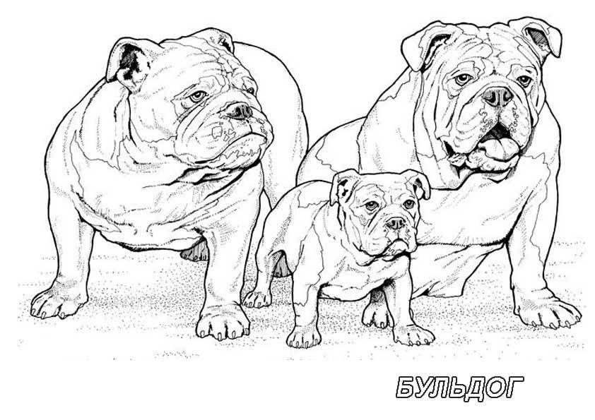  Рисунок собак семейства бульдог
