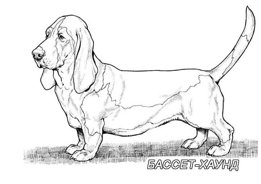   Рисунок собаки бассет хаунд