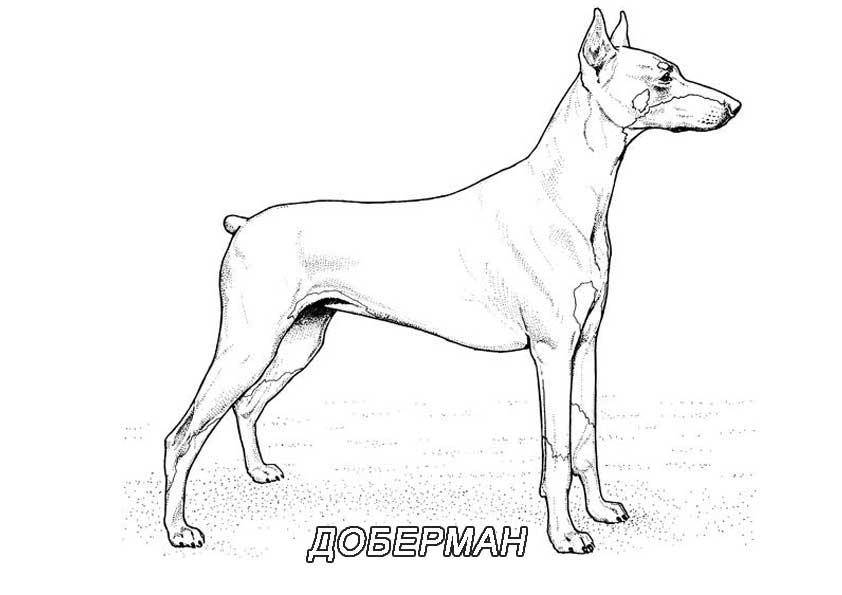   Рисунок собаки доберман