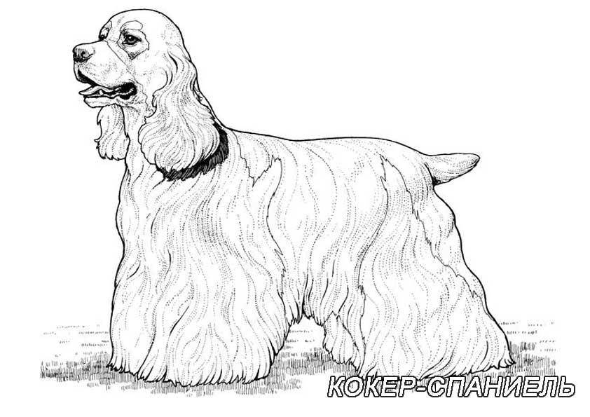  Рисунок собаки кокер-спаниель