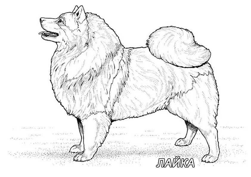   Рисунок собаки лайка