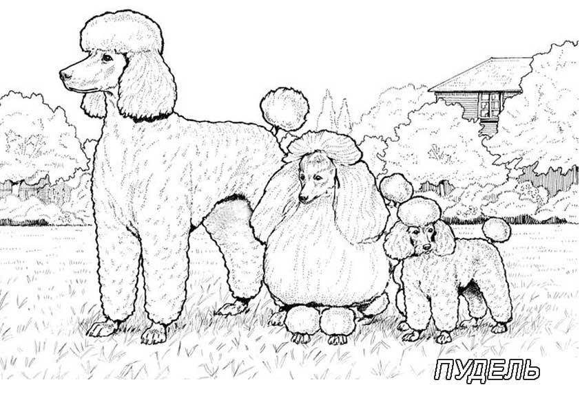   Рисунок собак семейства пудель