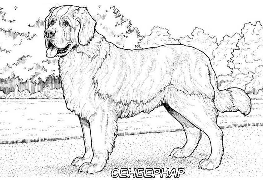   Рисунок собаки сенбернар