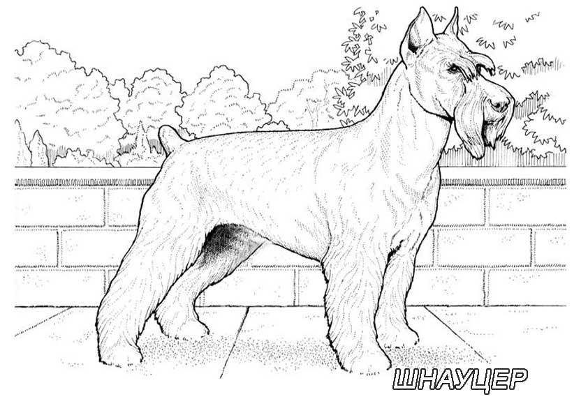   Рисунок собаки шнауцер