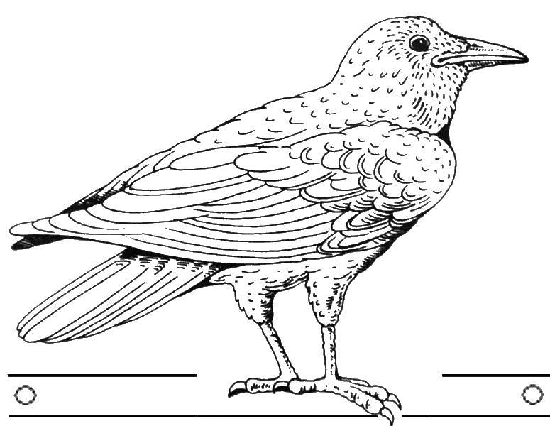 Ворона картинка для детей раскраска