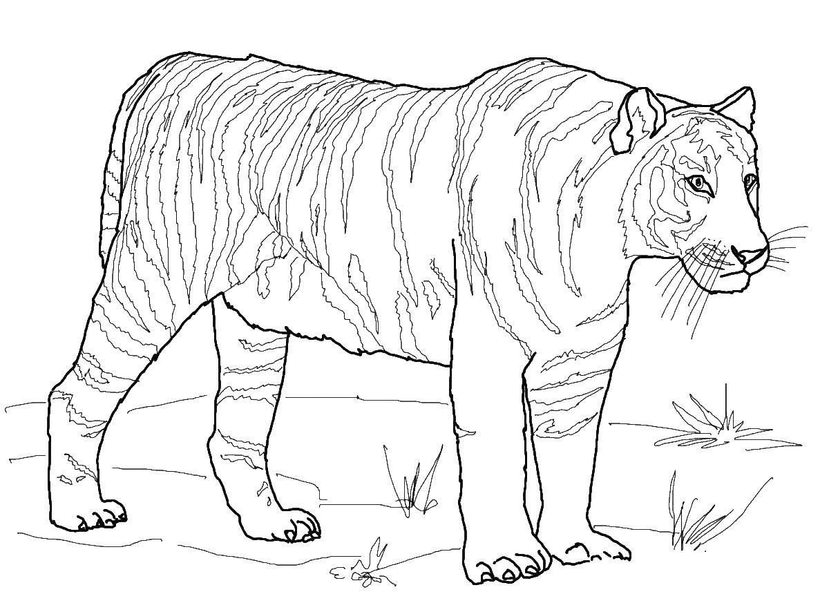   Полосатый тигр