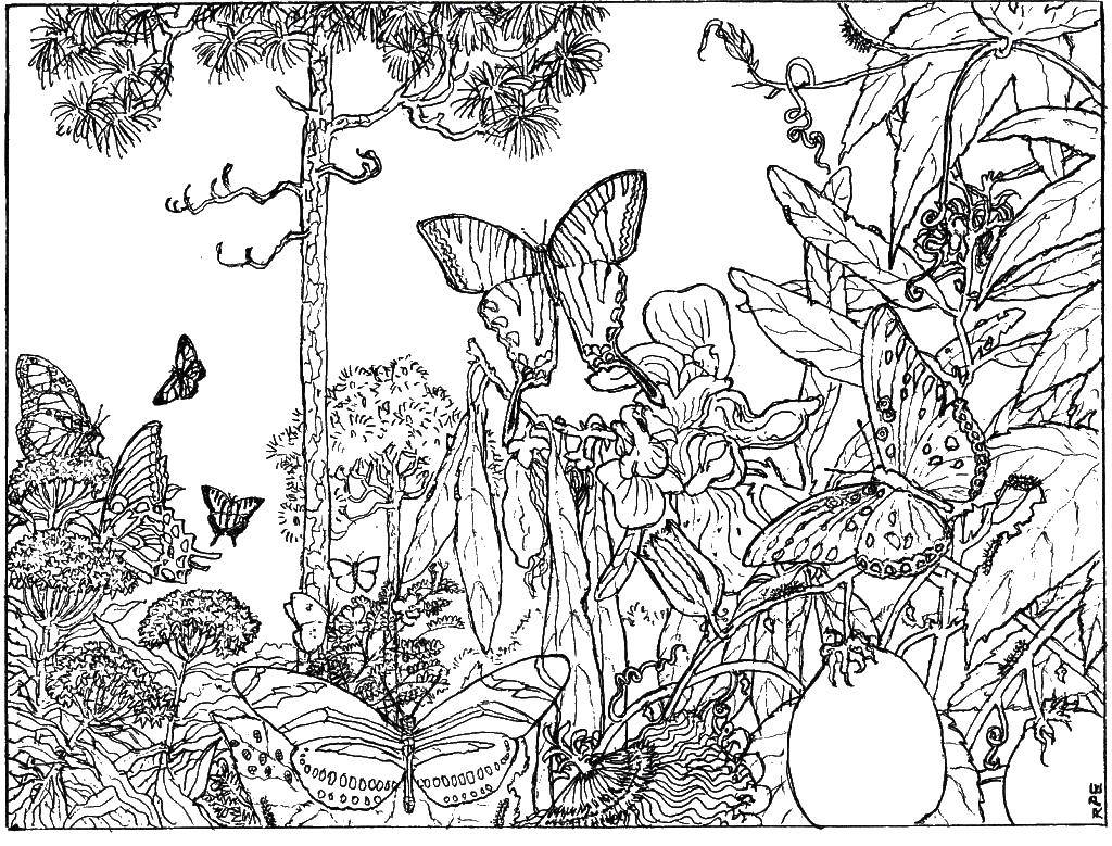   Бабочки в лесу