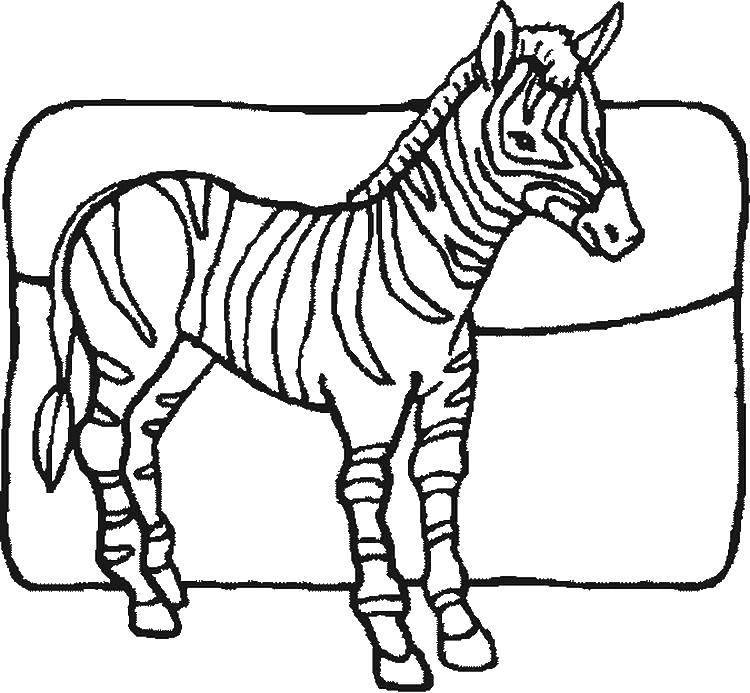 Раскраски зебры  Полосатая зебра