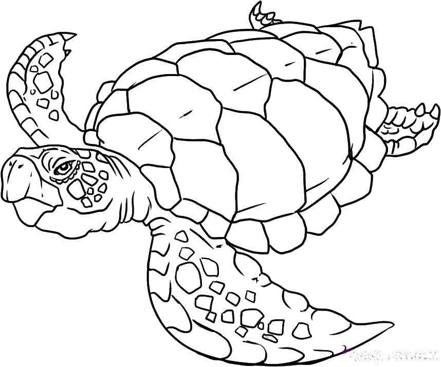 Раскраски черепаха  Мудрая черепаха