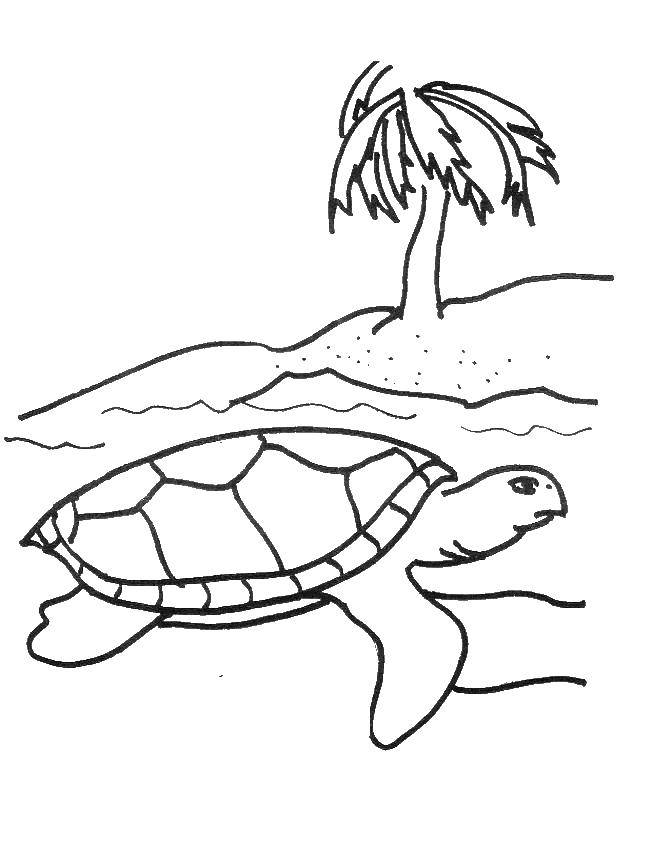 Раскраски черепаха  Черепашка ползёт по песчаному пляжу